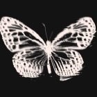 Distorted butterfly graphic in monochrome style for graphic design, Photoshop effects, abstract design, and digital art asset store.